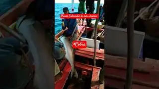 The Fish Fight Continues #deepseafishing #shortvideo