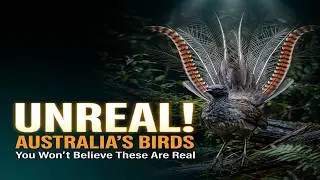 Australia Has Birds That Break the Rules of Nature
