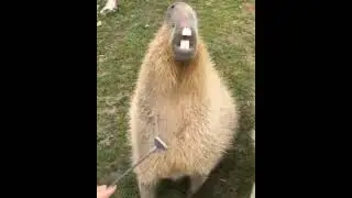 Amazing Video : An attractive and beautiful Capybara gets high #shorts #amazing #animals #capybara