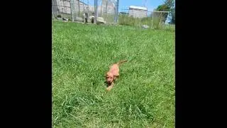 Sweet Margot so full of energy! 14 week old Cavapoo puppy.  #puppy #cute #cavapoo #cavapoopuppies