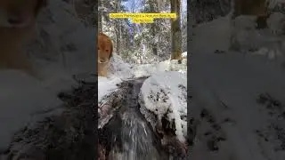 🐕 💧❄️ - He ruined my shot! 😚😘 #relaxingsounds #calmingsounds #soundhealing #goldenretrievers