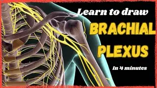 How to draw *BRACHIAL PLEXUS* | Upper Limb Anatomy 