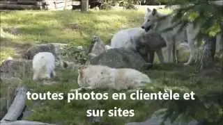 loup de Sib&eacute;rie   2014   