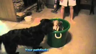 Real-world Behavior/Bad Game AI: Dog vs. Bucket