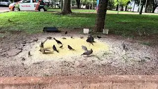 Pássaros na Praça de Palotina Pr