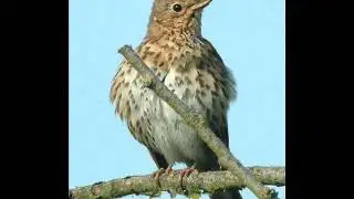 Chant de la grive musicienne; voir le blog de lescanarisdebruno