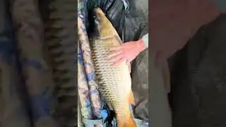 КАРПФИШИНГ #карпфишинг #поймалотпусти #рыбалка #карп #tiktok #ZB