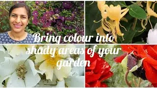 Awesome Climbers that will grow in SHADE| How to Make Shady Corners Brighter with Flowers