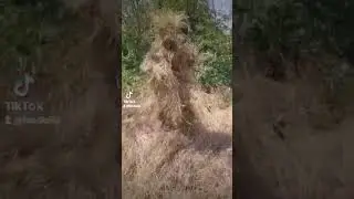Система боевого выживания Кадочникова. Дисциплина номер..-Маскировка #army #military