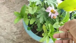 mere garden ka chota sa overview february month