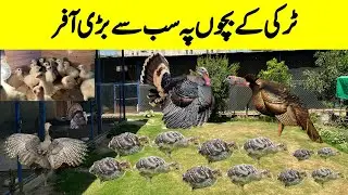 Biggest Offer On Turkey Chicks | Ground Birds Farm | Pakistan Biggest Offer on Turkey Chicks