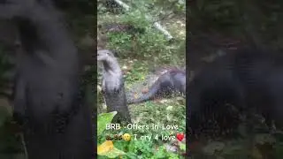 Otter Love 4 Real