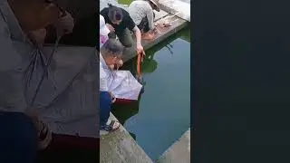 Machhali pakdane ka naya tarika🤣🤣#viral#new #tranding#shortvideos#shortsviral#shortsfeed #shorts