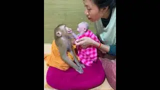 So adorable baby monkey feeling lovely that mummy take care and sharing food to eating delicious