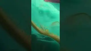 Sea Monkey Makes Record Breaking Dive #SeaMonkey #SeaMonkeys #AnimalShorts