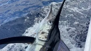 2 Day Marlin Mission Raglan NZ 2025