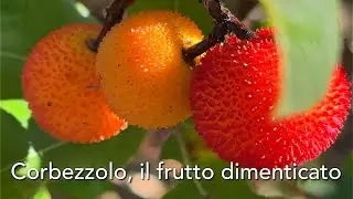 Ricetta Marmellata di Corbezzolo - Il Frutto Dimenticato