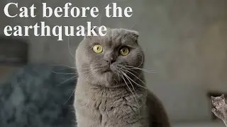 Cat behavior before an earthquake