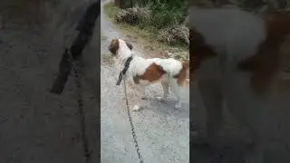 saint bernade  male  for  sale  in  low  price  contact 9368843372
