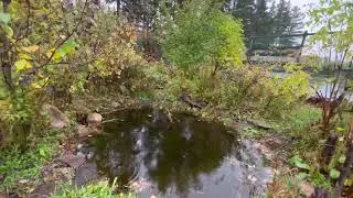 Still No Frost, Plants Flowering Again: Observations in the Forest Garden