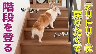 ついに、登れないはずの階段を登る愛犬を目撃してしまいました！