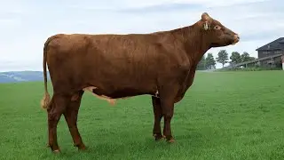 12473 NR Simso PP ET