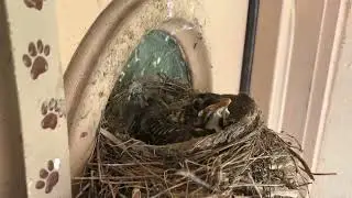THE LAST BABY ROBIN IN THE NEST. BABY ANIMALS ARE FAR MORE SELF SUFFICIENT THAN BABY HUMANS.