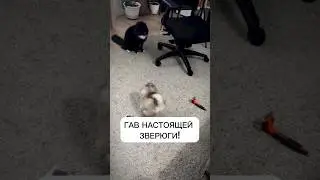 Маленькая любовь! #pomsky #помски #хаски #шпиц #минихаски #щенок #smalldog #cute #baby #pomskypuppy
