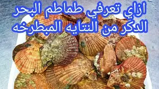 ازاي تشيلي المراره السوده من (طماطم البحر) واجمد  تلات طرق لطبخهم (الاستريديا)