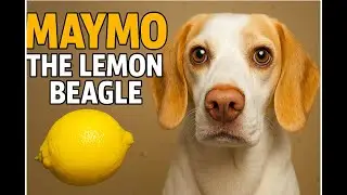 Maymo the Lemon Beagle: The Internet&rsquo;s Funniest Dog Will Leave You Laughing!