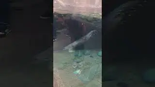 Cute Otter🦦