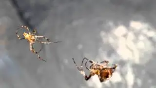 Garden Spider Mating Goes Very Wrong