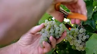 Sustainability at Ironstone Vineyards
