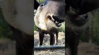 Прикольный Тапир / Funny Tapir #shorts