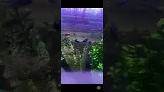 SLOW MOTION - Feeding My Young Betta Fish Baby Brine Shrimp! 