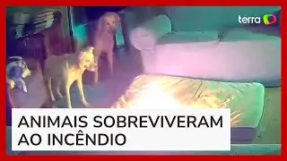 Cachorro causa inc&ecirc;ndio em casa ap&oacute;s mastigar bateria port&aacute;til nos EUA
