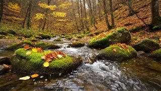 CALM RIVER SOUNDS, FOREST BIRDS AND SOFT PIANO FOR FALLING ASLEEP NATURALLY