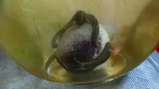 leech feeding experiment : a worm