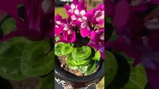 #cyclamen Djix🥰🍁🌱