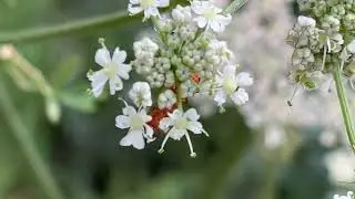 Hogweed (Heracleum sphondylium) - Red soldier beetle on flowers - July 2025
