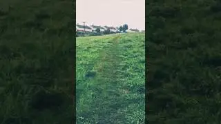 running raining wet dogs #nature #calm #dogs