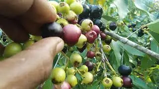 Picking Guavaberry in forest( Belizean blackberry)