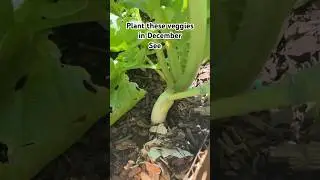Best Vegetables to Grow in December  🌱