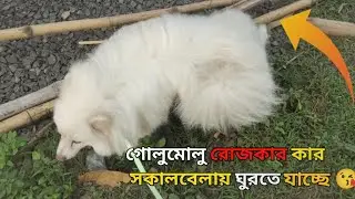 Golu Malu 🐕🐶 Dog গোলুমোলু রোজকার কাজ   সকালবেলায় ঘুরছে #indianspitz #dogs