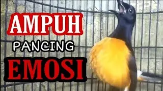 💯% AMPUH Pancing EMOSI | Solusi JITU bikin gacor murai batu malas bunyi