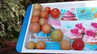 बिना खाद घर पर गमले में सब्जियां कैसे उगाएं। How to grow vegetables without compost at home.