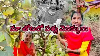 Ma thota lo pallu mokkalu 