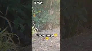 kacerbersantai #alamsekitar #birds #burungkicaudialamliar #kacerfighter #nature #birdsounds