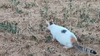 Update on Rescue Cat Marlow 31 Mar 2025 and kitties playing.