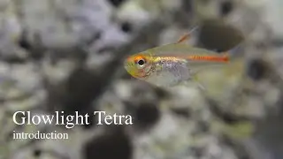 Glowlight Tetra - Introduction